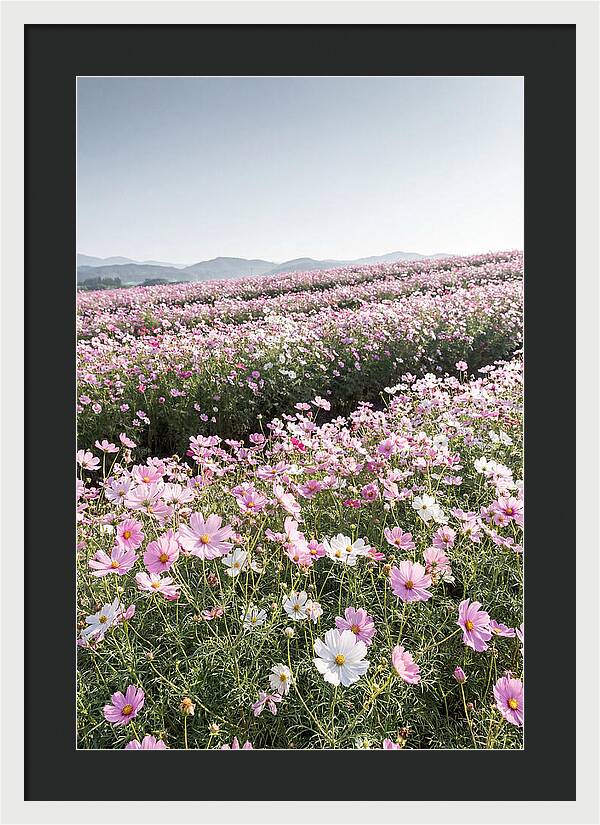 Field Of Cosmos Flowers