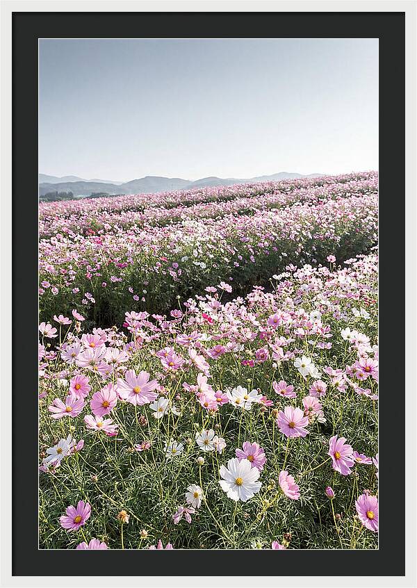 Field Of Cosmos Flowers