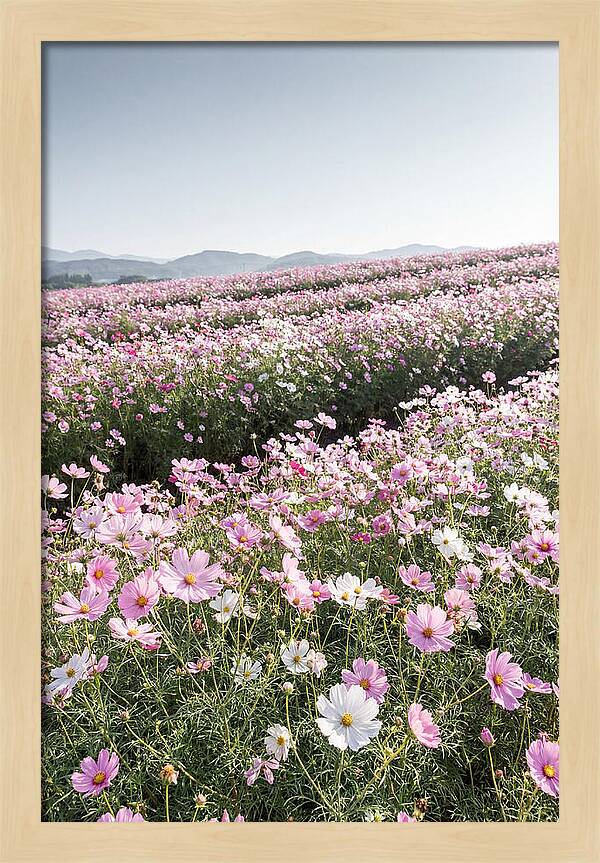 Field Of Cosmos Flowers