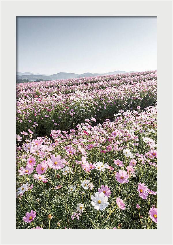 Field Of Cosmos Flowers