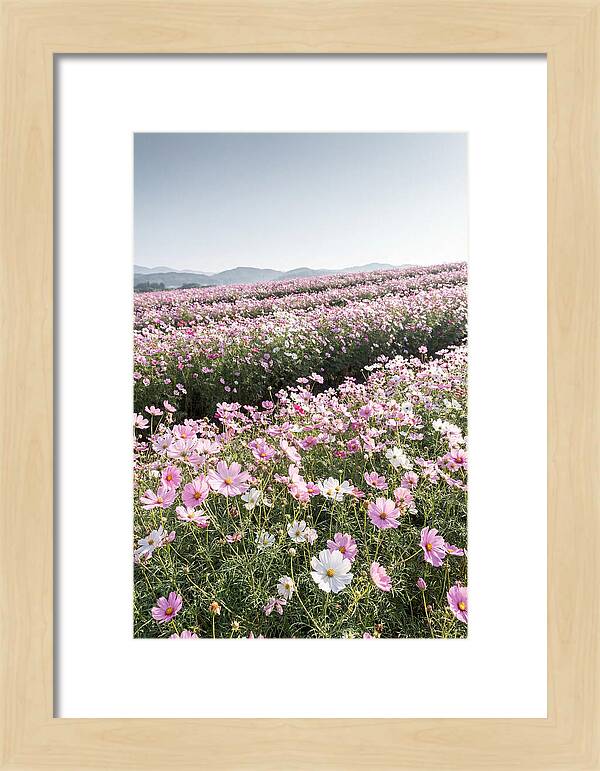 Field Of Cosmos Flowers