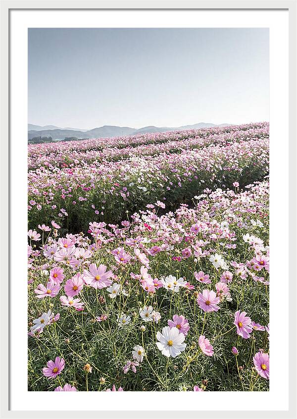 Field Of Cosmos Flowers