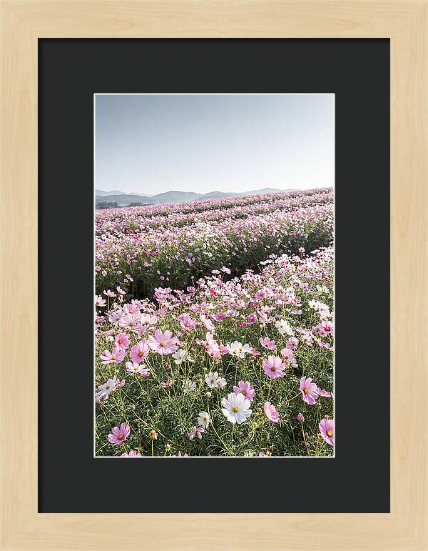 Field Of Cosmos Flowers