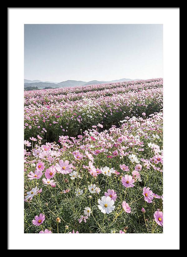 Field Of Cosmos Flowers