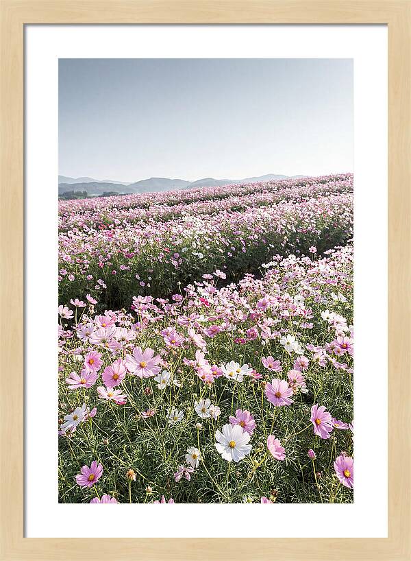 Field Of Cosmos Flowers