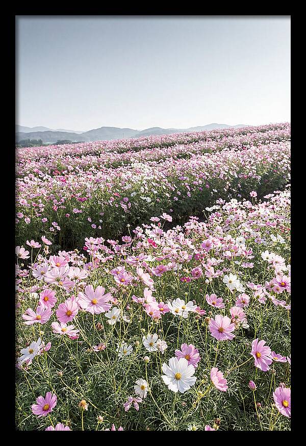 Field Of Cosmos Flowers