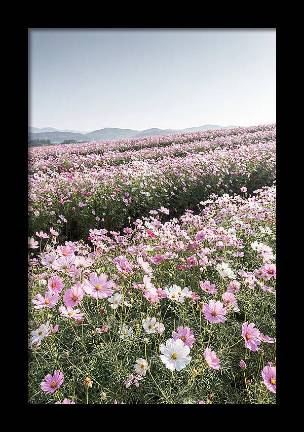 Field Of Cosmos Flowers