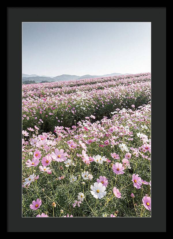 Field Of Cosmos Flowers