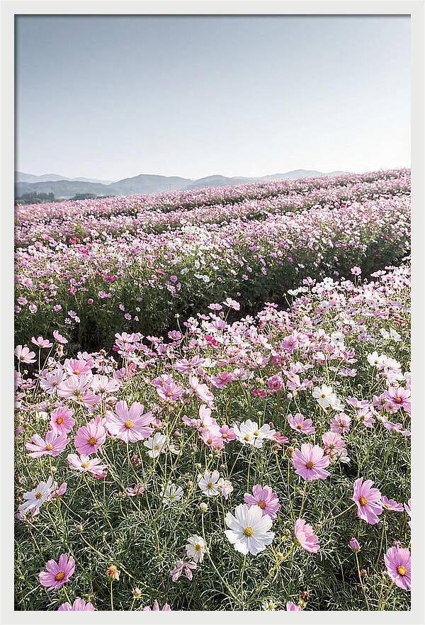 Field Of Cosmos Flowers