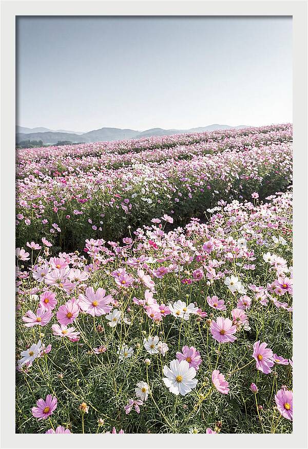 Field Of Cosmos Flowers