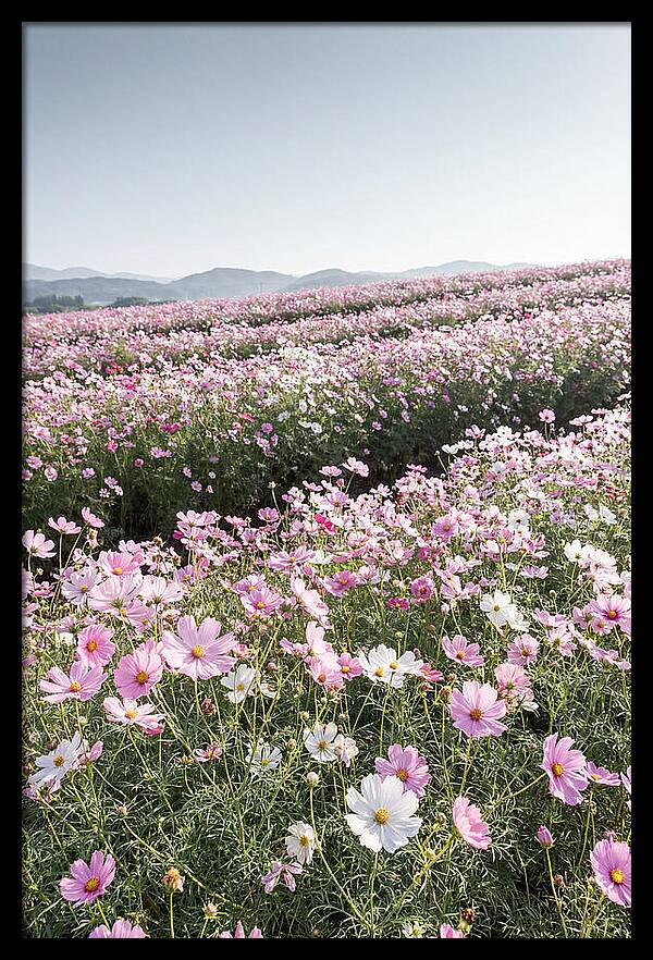 Field Of Cosmos Flowers