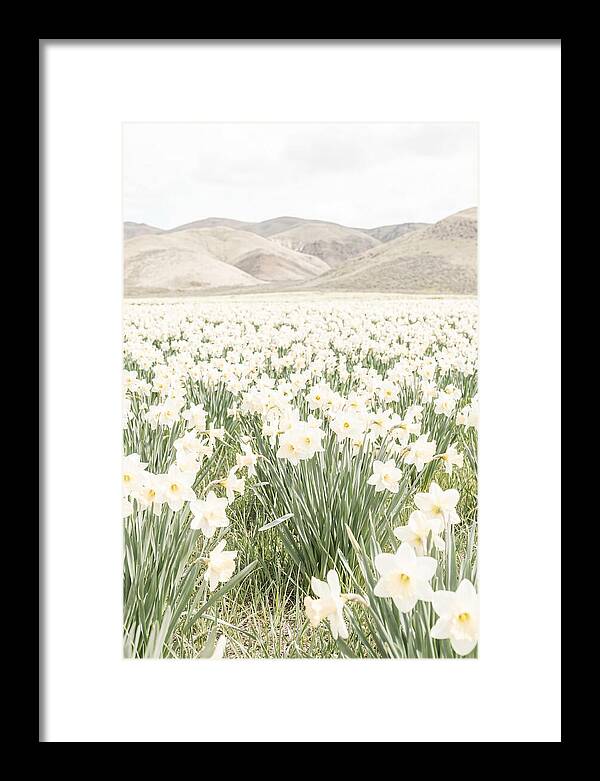 Field Of Daffodils Under Soft Skies