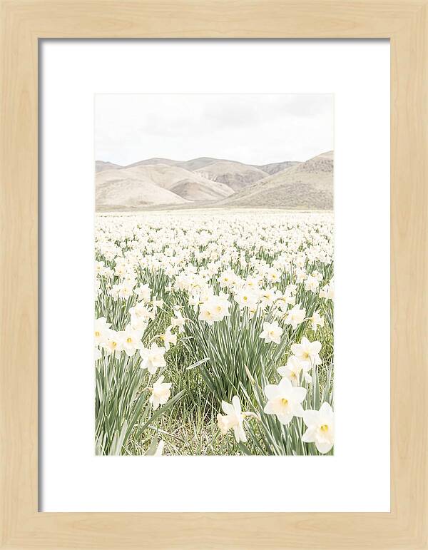 Field Of Daffodils Under Soft Skies