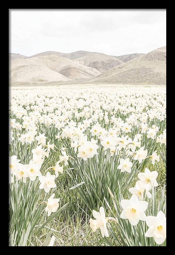 Field Of Daffodils Under Soft Skies