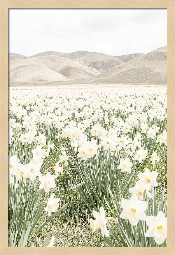 Field Of Daffodils Under Soft Skies