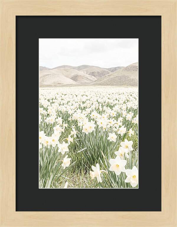 Field Of Daffodils Under Soft Skies