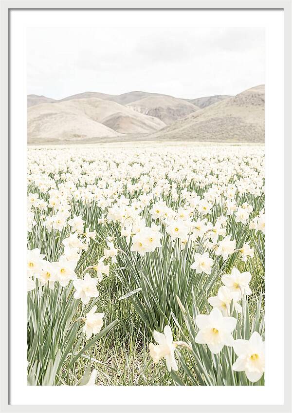 Field Of Daffodils Under Soft Skies