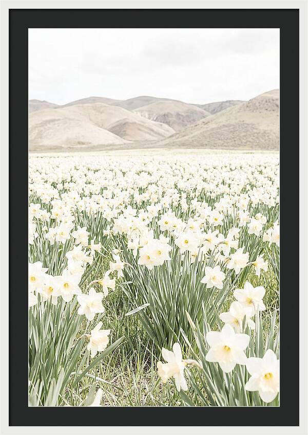 Field Of Daffodils Under Soft Skies