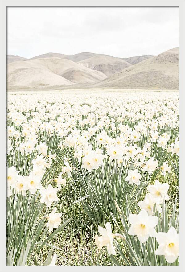 Field Of Daffodils Under Soft Skies
