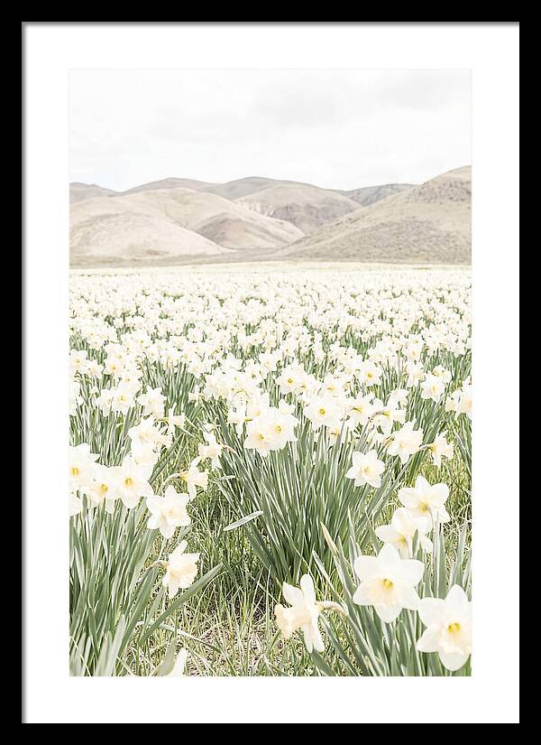 Field Of Daffodils Under Soft Skies