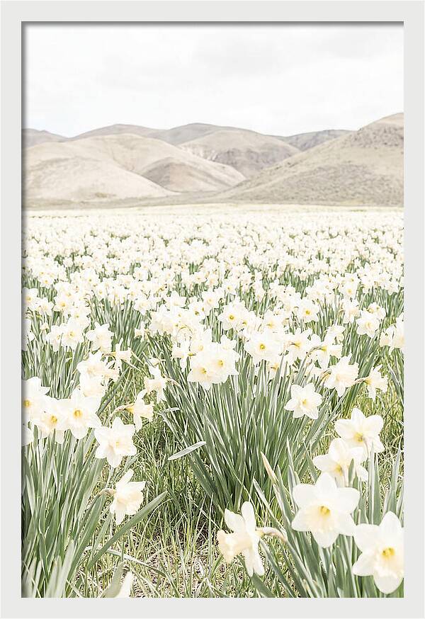 Field Of Daffodils Under Soft Skies