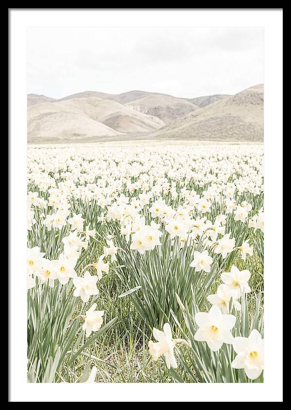 Field Of Daffodils Under Soft Skies
