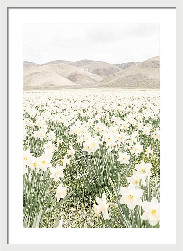 Field Of Daffodils Under Soft Skies