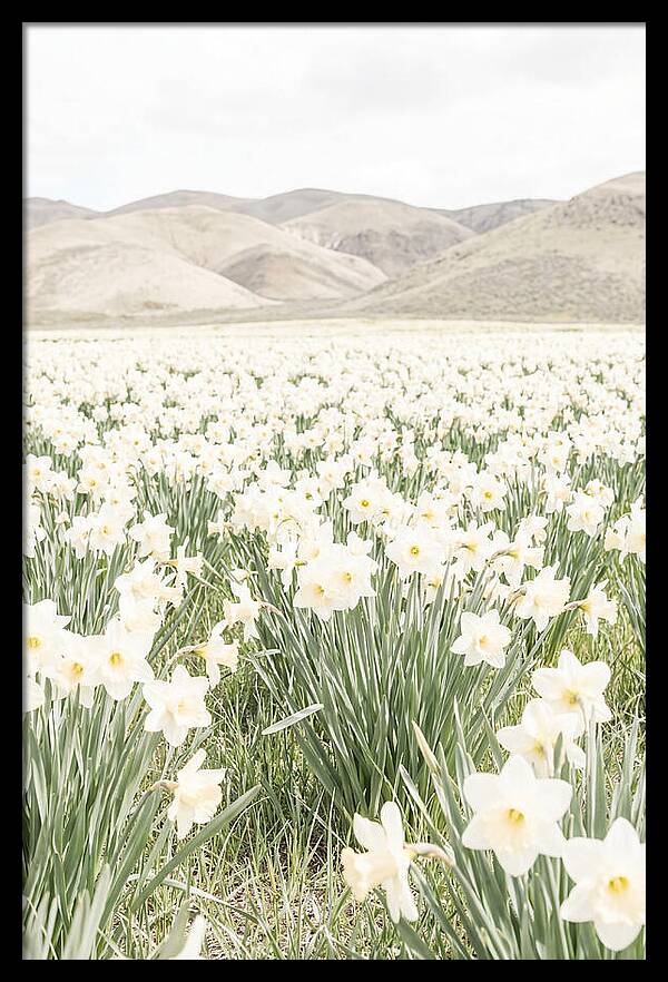 Field Of Daffodils Under Soft Skies
