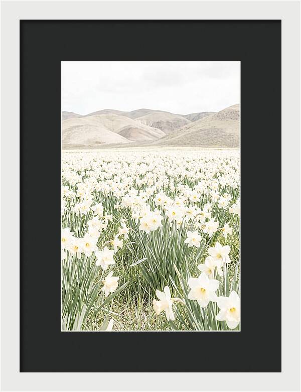 Field Of Daffodils Under Soft Skies