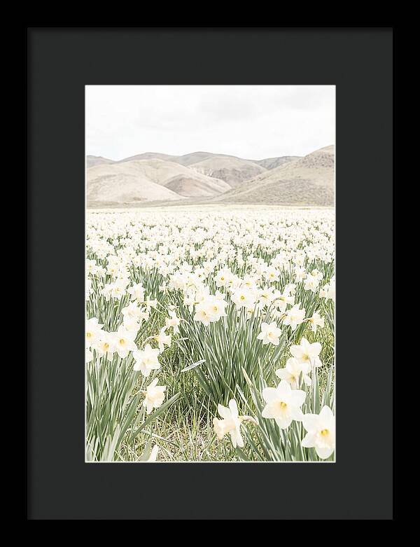 Field Of Daffodils Under Soft Skies