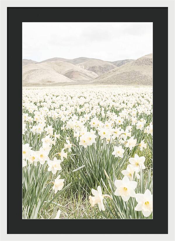 Field Of Daffodils Under Soft Skies