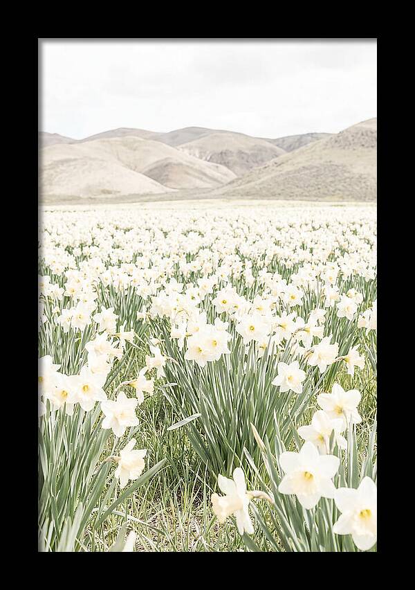 Field Of Daffodils Under Soft Skies