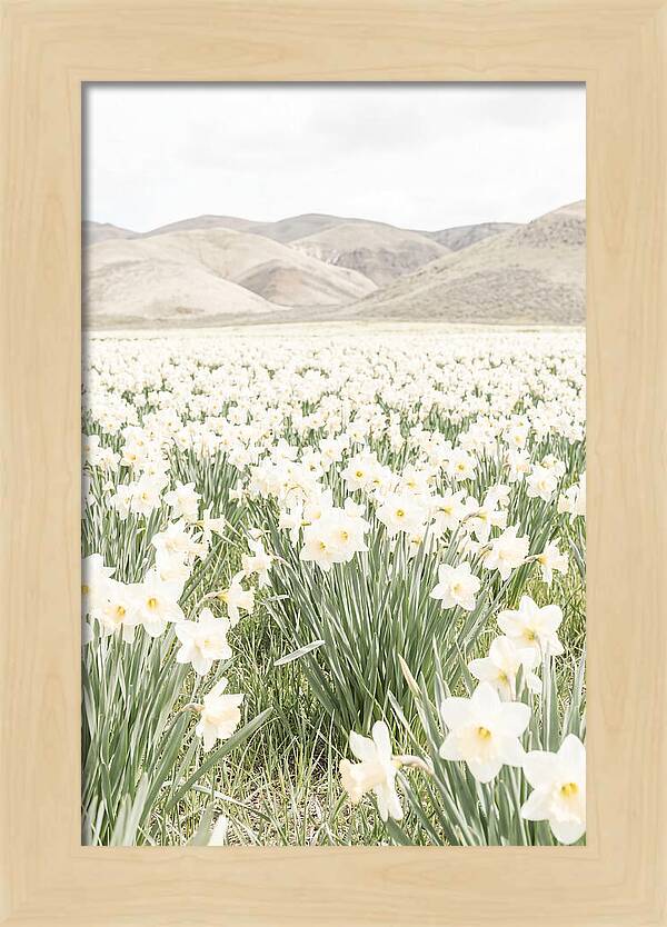 Field Of Daffodils Under Soft Skies