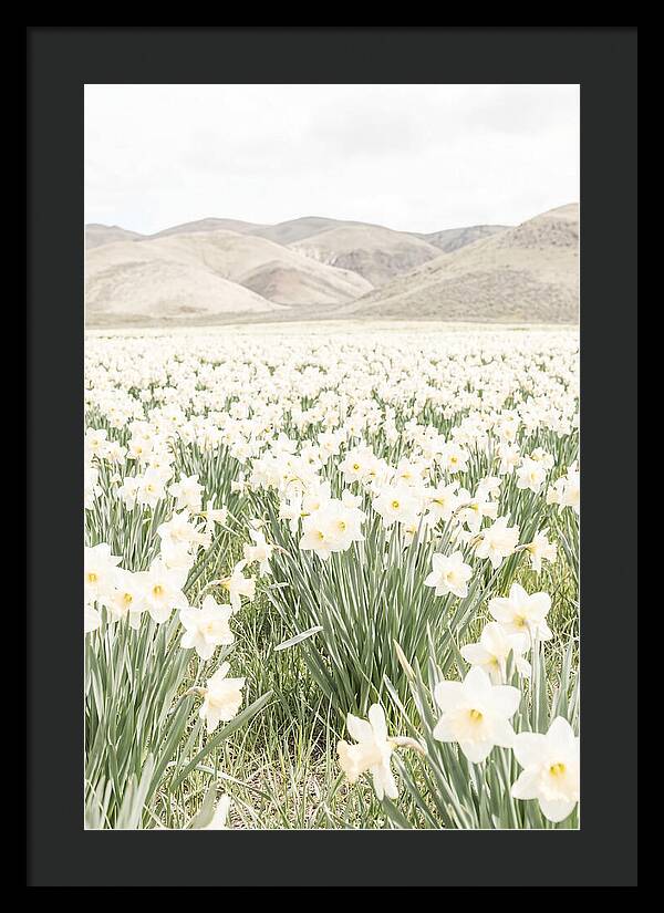 Field Of Daffodils Under Soft Skies