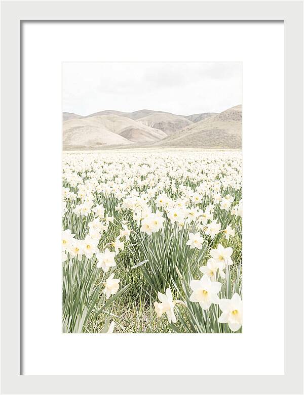 Field Of Daffodils Under Soft Skies