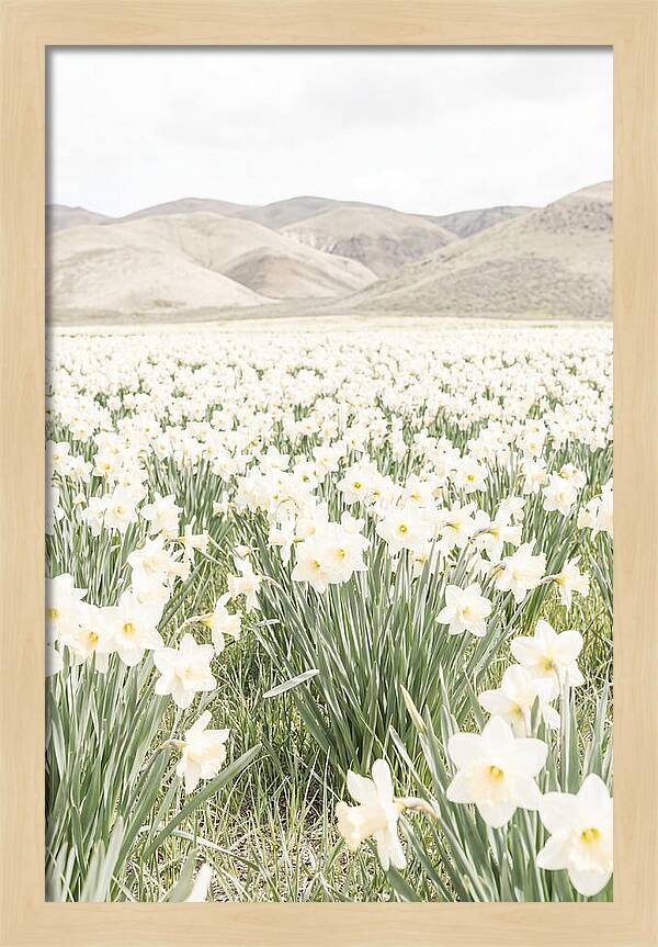 Field Of Daffodils Under Soft Skies