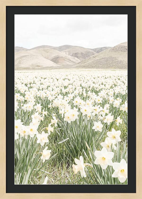 Field Of Daffodils Under Soft Skies