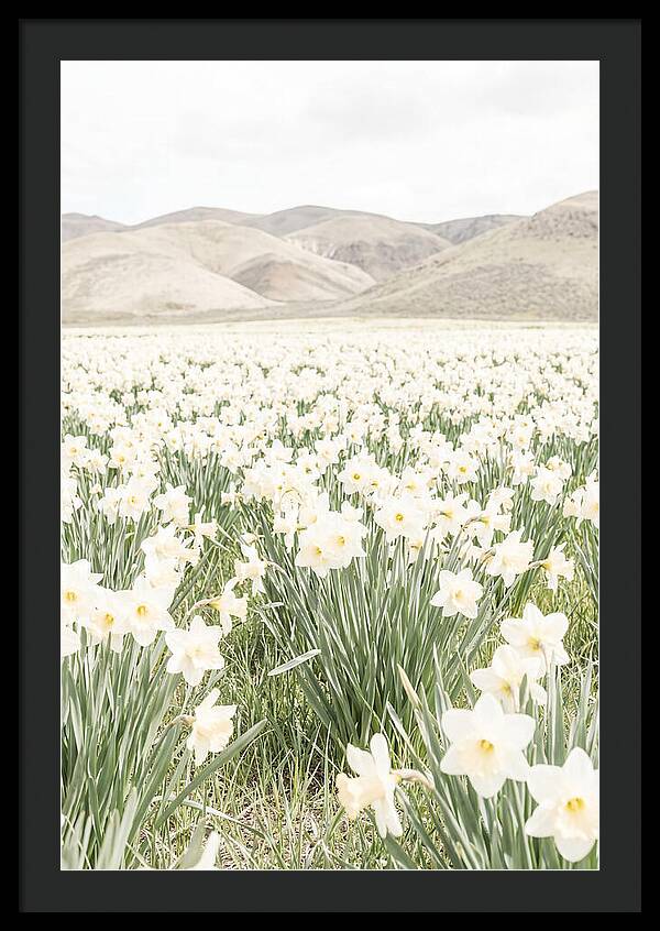 Field Of Daffodils Under Soft Skies