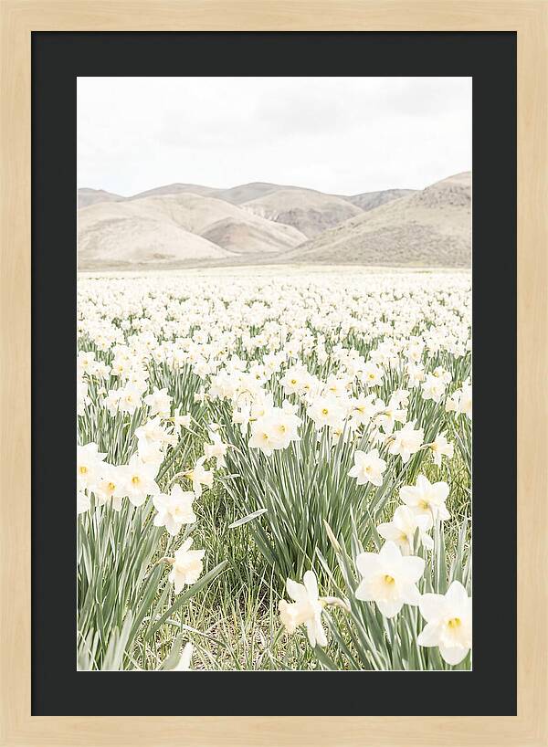 Field Of Daffodils Under Soft Skies
