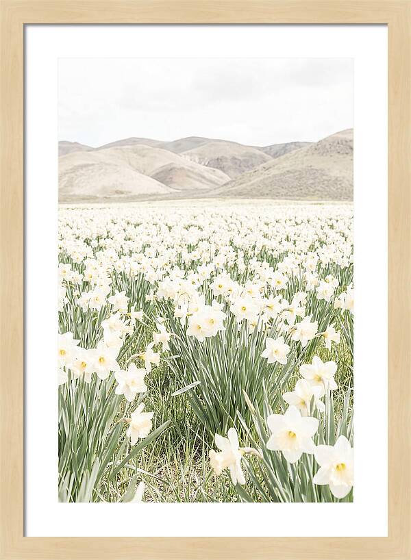 Field Of Daffodils Under Soft Skies