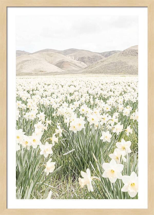 Field Of Daffodils Under Soft Skies