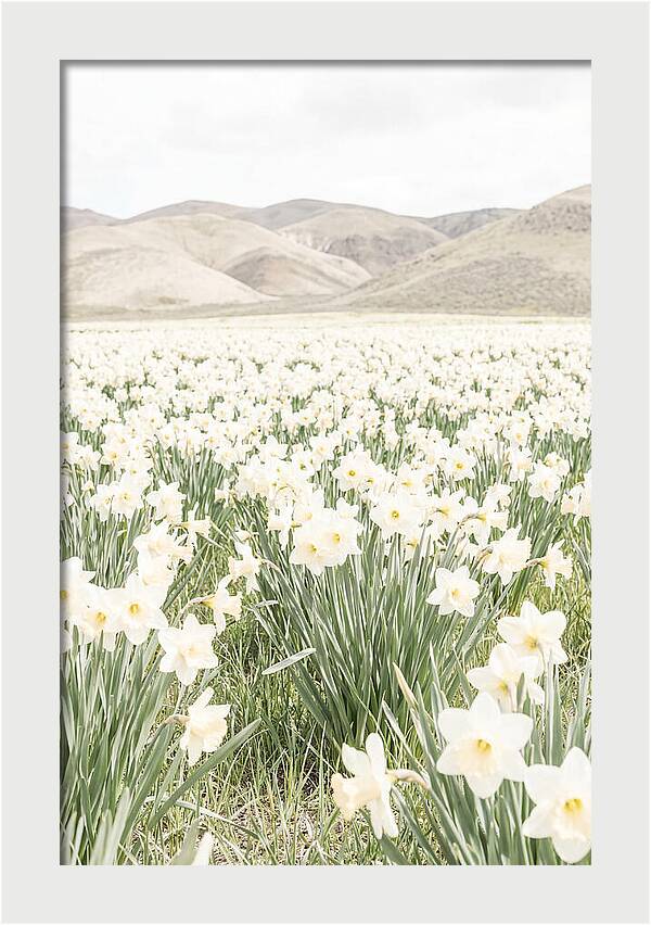 Field Of Daffodils Under Soft Skies