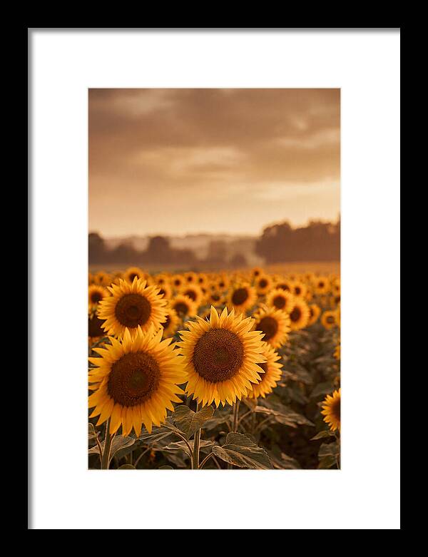 Field Of Golden Sunflowers