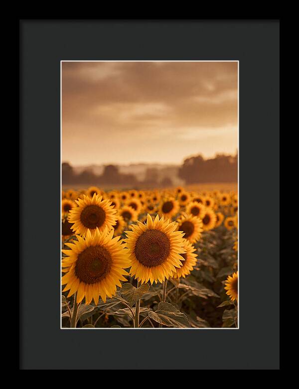 Field Of Golden Sunflowers