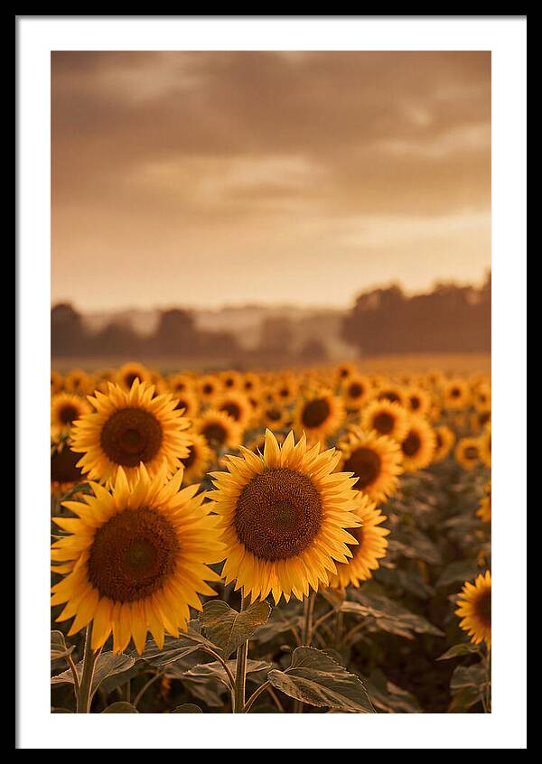 Field Of Golden Sunflowers