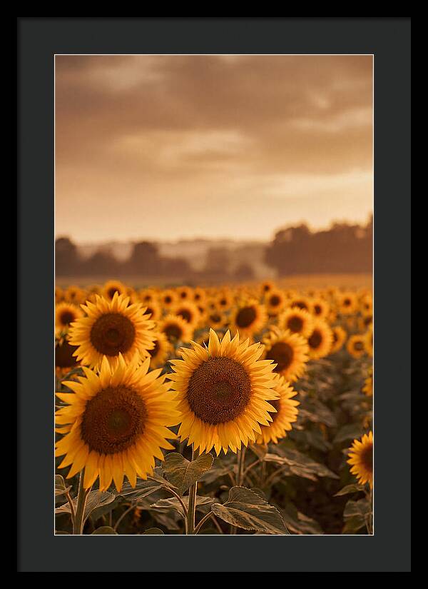 Field Of Golden Sunflowers