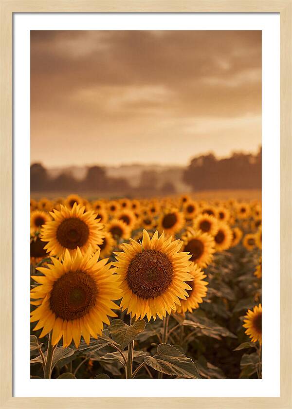 Field Of Golden Sunflowers