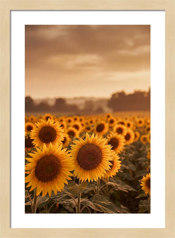 Field Of Golden Sunflowers