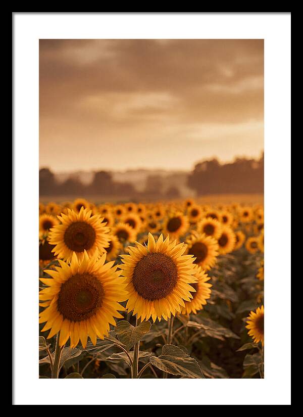Field Of Golden Sunflowers