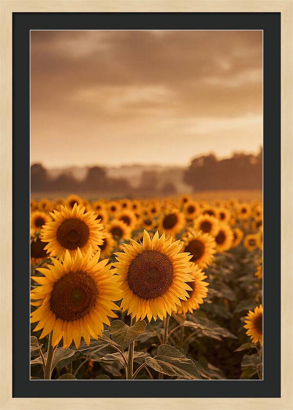 Field Of Golden Sunflowers